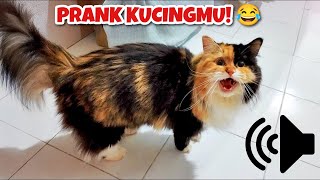 Download lagu 1 JAM NONSTOP SUARA KUCING BETINA BIRAHI PANGGIL JANTAN - PRANK KUCINGMU! mp3