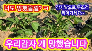 감자 개 망했습니다 너도 망했을껄? 빨리가보세요~ 홍감자,두백감자 홍심이 카스테라감자 감자꽃