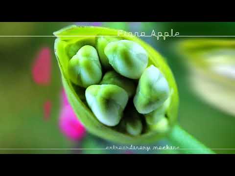 Fiona Apple - Extraordinary Machine (Instrumental)