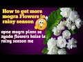 Mogra Plant Barish Ke Mausam Me Mogra Plant In Rainy Season VIDEOS WITH AAR