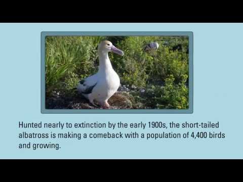 download lagu mp3 mp4 Short Tailed Albatross, download lagu Short Tailed Albatross gratis, unduh video klip Short Tailed Albatross