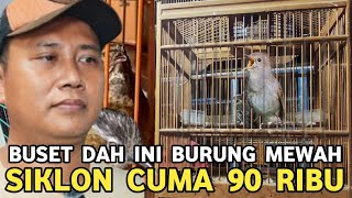 Download lagu GOKIL SIKATAN LONDO DIJUAL 90 RIBU WAMBI MINI DIJUAL CUMA 70 RIBU LOKALAN DI PASAR BURUNG PRAMUKA mp3