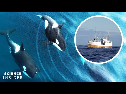 挪威的逆戟鯨面臨的隱形威脅 (The Invisible Threat Orcas Face In Norway)
