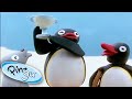 Pingu And His Friends Win A Trophy Pingu Cartoons For Kids