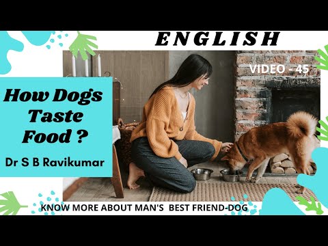 How Dogs Taste food ? | How is the sense of taste in Dogs?-Dr S B Ravikumar ENGLISH