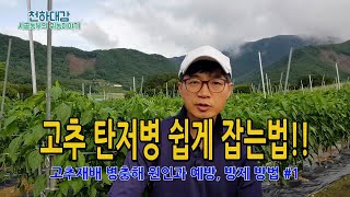 탄저병 / 고추재배 주요 병해충 예방 치료 방제요령 1