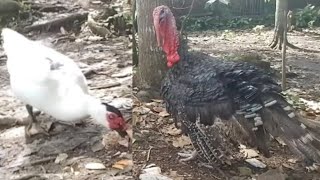 Download lagu ayam kalkun dan bebek entok part 1 #ekosutikno #duck #turkey mp3