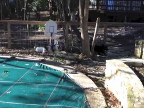 Australian Shepherd Herding Portuguese Water Dog