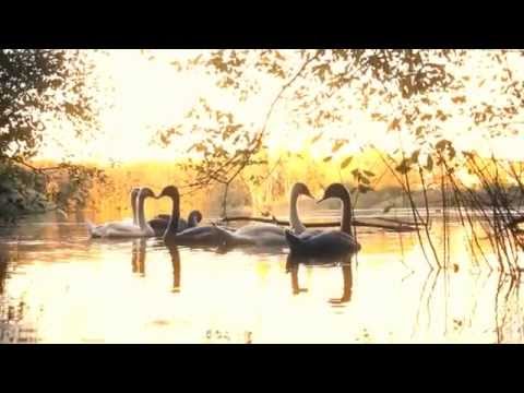 VBT 2011 [Halbfinale] - 3Plusss feat. SpliffTastiC & Sorgenkind vs. Weekend HR2