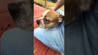 Video preview image #1 Frenchie Pug Puppy For Sale in Benton, LA, USA