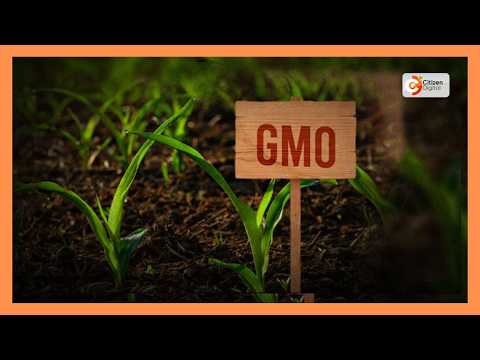 Biosafety Authority moves to fast-track GMO approvals to boost food security