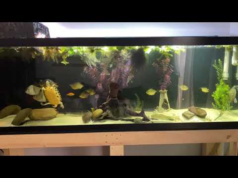 125 gallon turtle tank setup.
