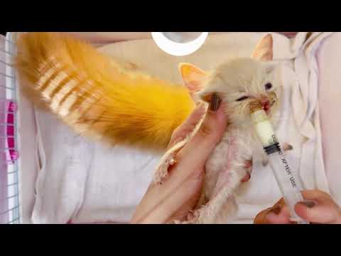Runt of the Litter | Care for a Malnourished Kitten | Kitten Academy