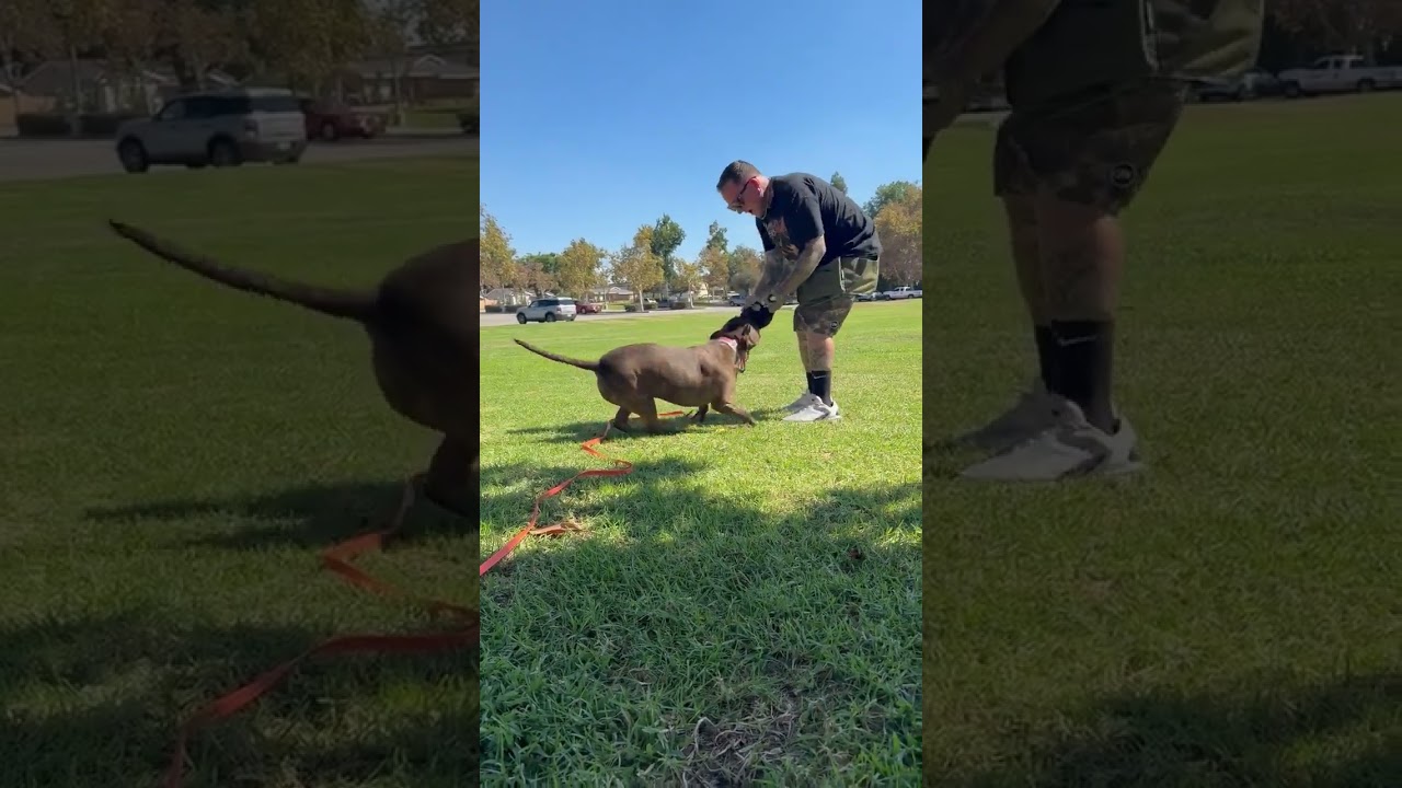 Enlarge Bagel, a Adoptable mixed breed in Whittier, CA video 4/4