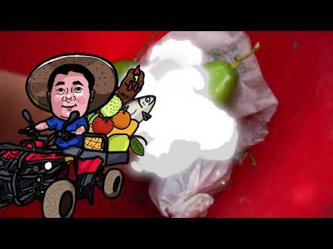 【神農帶路EP5】原來臺灣有這麼多酪梨品種 嘉義竹崎的酪梨崎園