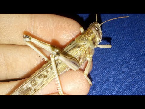 Heuschrecken zeitraffer 2