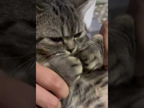 LOL, Latest Funny Cute Cats Videos Trending Cat Shorts Compilations 😺😁😂 -EPS628