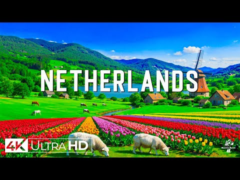 Flying Over Netherlands 4K • Scenic Canals and Vibrant Tulip Fields With Relaxing Melodies