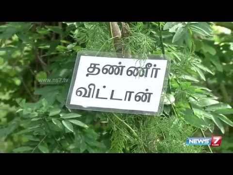 How to grow thaneervittan(asparagus racemosus) in your terra...