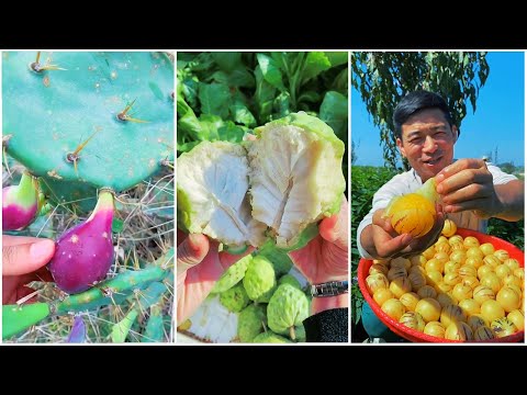Ep095 | The most satisfying fruits videos | 最も満足のいく果物のビデオ
