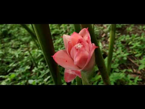 Torch Ginger Flower | Etlingera elatior