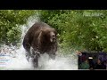 LosPollosTV And Dad React To Funny Scary Animal Encounters