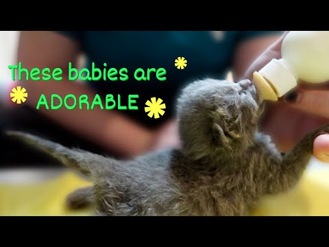 New Bottle Baby Foster Kittens! // intake protocol, first feeding, and neonatal kitten set-up