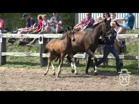 105 Hengstfohlen von Connor   Sir Shostakovic   Ronald Apple Geräte HD Höchste Qualität