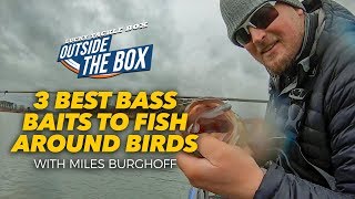 Download lagu Umpan Bass TERBAIK untuk Memancing di Sekitar Burung mp3 Download lagu Umpan Bass TERBAIK untuk Memancing di Sekitar Burung mp3