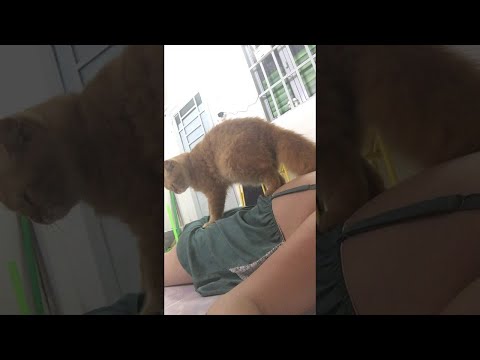 Kitty Gives Back Massages after Hard Working Days || ViralHog