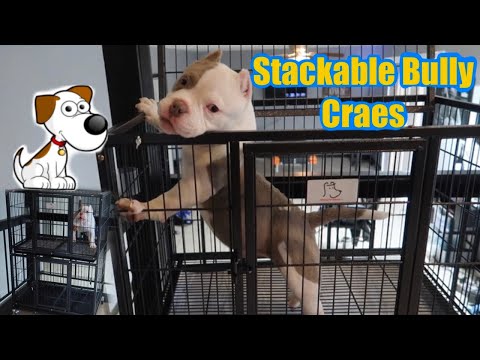 Stackable cages work great for exotic micro bullies!