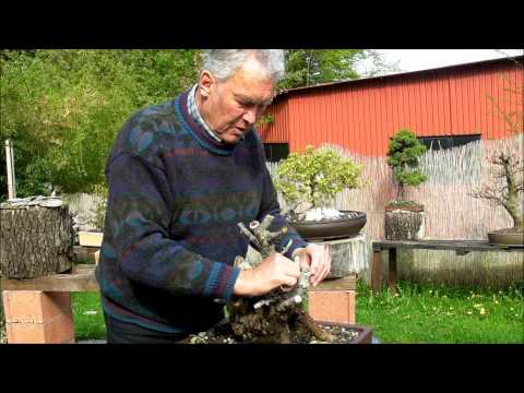 INTERNATIONAL BONSAI ACADEMY with Walter Pall - Episode IV - First review of a raw material