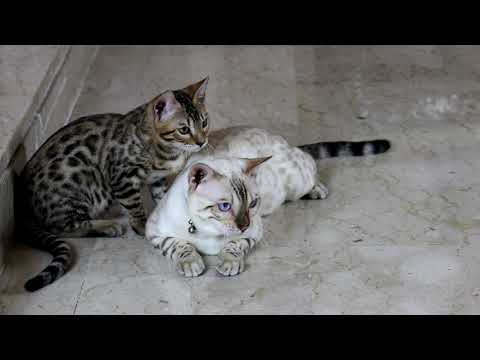 Bengal Cats f3 f5 - قطط البنغل/البنغال