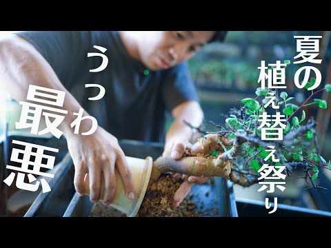 あなたの熱帯植物コレクションに素晴らしい追加を加えま​​しょう。フィットニアのケアについて知っておくべきことは何ですか?  庭園