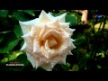 The Last Rose Of Summer - Chloe Agnew (amazing music)