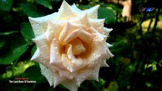The Last Rose Of Summer - Chloe Agnew (amazing music)
