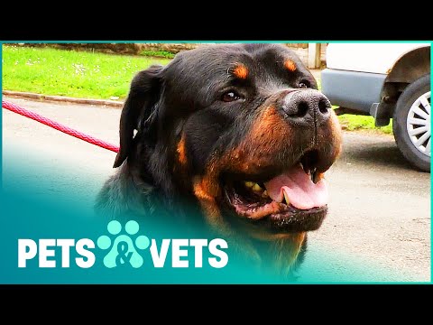 Big Friendly Giant Rottweiler Gets Rescued | The Dog Rescuers | Pets & Vets