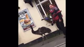 Cover art for its a f*ckin emu