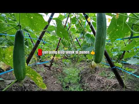 Hasil panen perdana timun HIBRIDA F1 HERCULES super