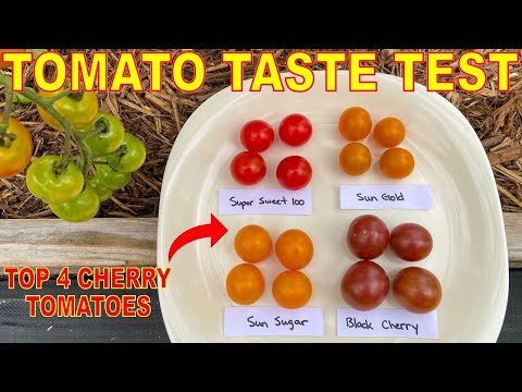 , title : 'We Taste Tested The TOP 4 Cherry Tomato Varieties YOU Recommended: Here Are The Results!'
