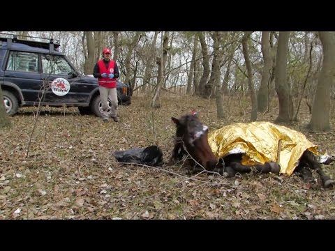 download lagu mp3 mp4 Wild Horse Rescue, download lagu Wild Horse Rescue gratis, unduh video klip Wild Horse Rescue