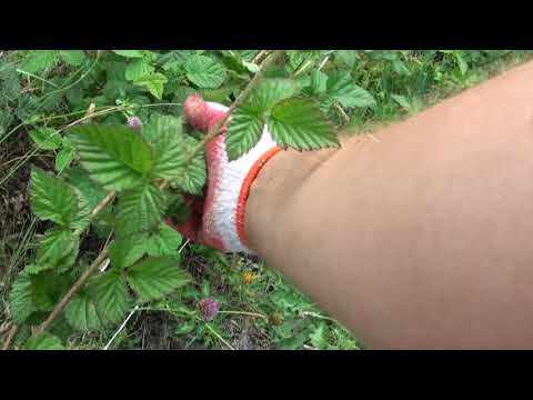 Ogrodowe pierdamony 75 - cięcie pędów dwuletnich przy krzewach owocowych