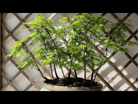 Bonsai Metasequoia foresta
