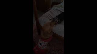 Video preview image #1 Mutt Puppy For Sale in Shelburne, VT, USA