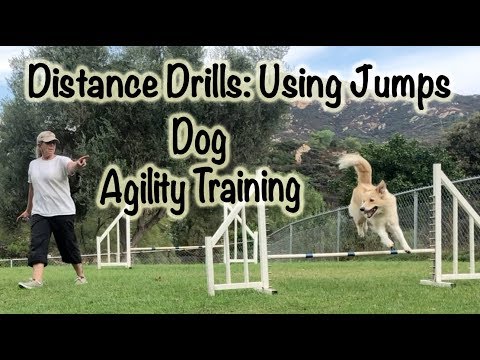 Distance Drills: Dog Agility Training Using Jumps