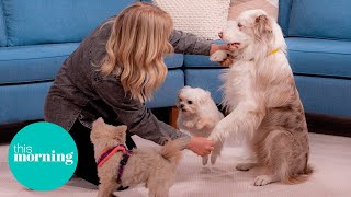 Meet Britain’s Got Talent’s Dancing Dogs and Their Owner Lucy Heath | This Morning