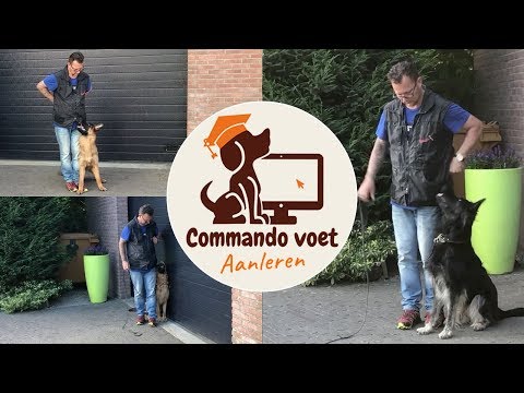 Commando voet hond aanleren