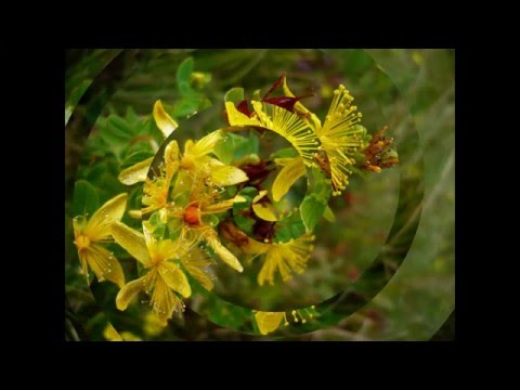 Muntii Lapusului flowers