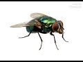 Fly Buzzing Sound Effect