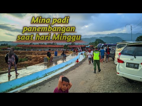 Hari Minggu di Mina padi panembangan,rame banget